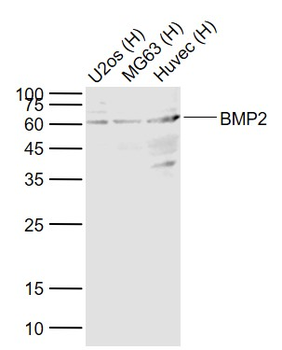 BMP2 Rabbit Polyclonal Antibod