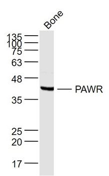 PAWR Rabbit Polyclonal Antibod