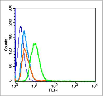 Phospho-P53 (Ser37) Rabbit Pol