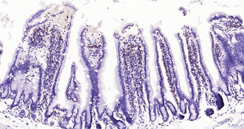 AIF1 Recombinant Rabbit Monocl