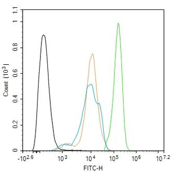 HIF1 beta Rabbit Polyclonal An