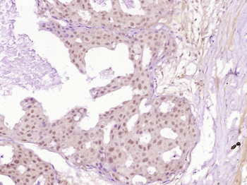 Phospho-P53 (Ser392) Rabbit Po