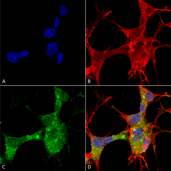 GFAP Antibody (RPE)抗体,orb15053