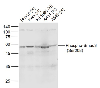 Phospho-Smad3 (Ser208) Rabbit 