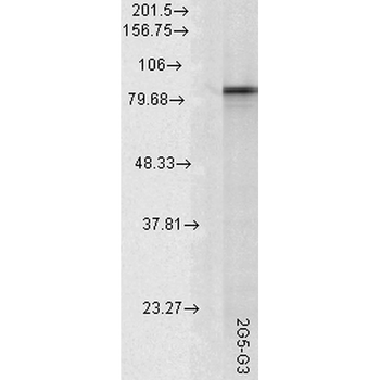 HSP90 alpha Antibody (APC)抗体，o