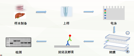 热门代谢疾病研究思路