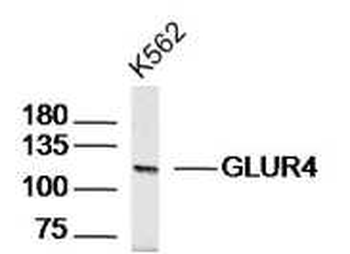 GLUR4 Rabbit Polyclonal Antibo