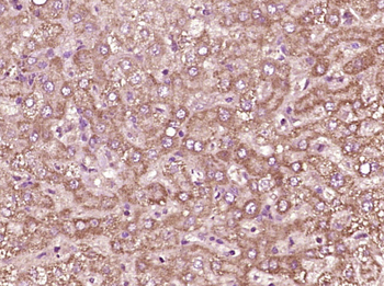 CCL26 Rabbit Polyclonal Antibo