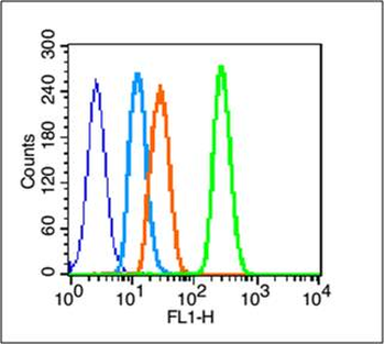 Phospho-EGFR (Ser991) Rabbit P