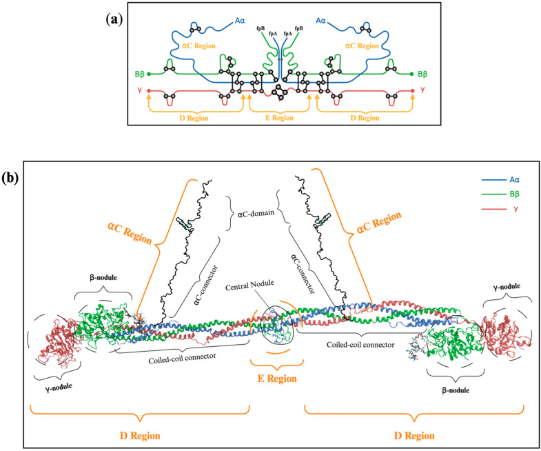 佰乐博生物蛋白抗体——炎症标志物之纤维蛋白原（Fibrinogen）