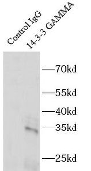 YWHAG Antibody抗体，orb394651，bio