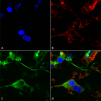 GABA A Receptor Antibody (FITC