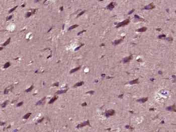 Peroxiredoxin 3 Rabbit Polyclo