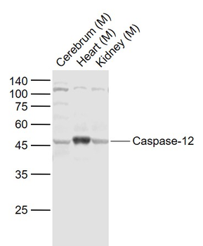 Caspase-12 Rabbit Polyclonal A