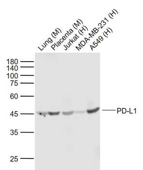 PD-L1 Recombinant Rabbit Monoc
