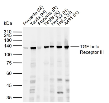 TGF beta Receptor III Rabbit P