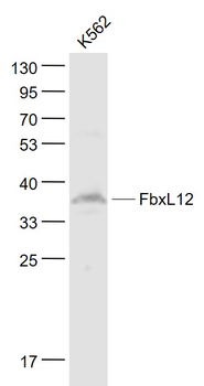 FbxL12 Rabbit Polyclonal Antib