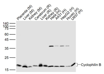 Cyclophilin B Recombinant Rabb