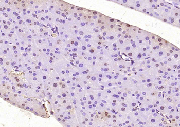 ASF1A Rabbit Polyclonal Antibo