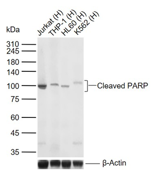 Cleaved PARP Recombinant Rabbi