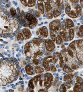 CLDN18 Antibody抗体，orb394884，bi