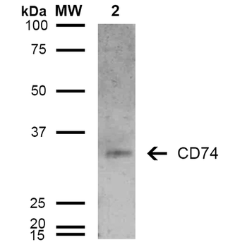 CD74 Antibody (Biotin)抗体，orb39