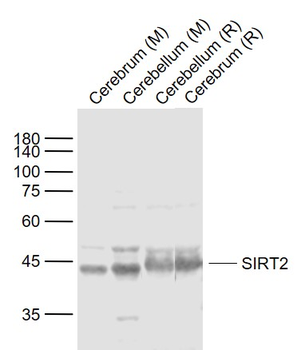 SIRT2 Rabbit Polyclonal Antibo