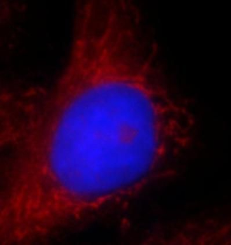 ASCC2 Antibody抗体，orb624901，bio