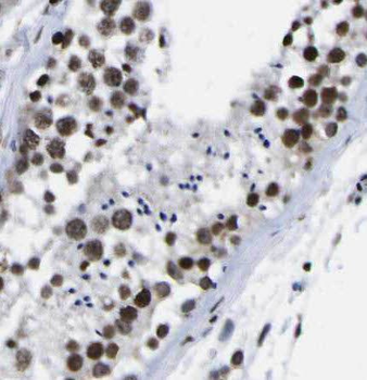 PASK Antibody抗体,orb629679,bior