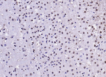 Phospho-IRS1 (Tyr1229) Rabbit 