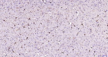 AIF1 Recombinant Rabbit Monocl