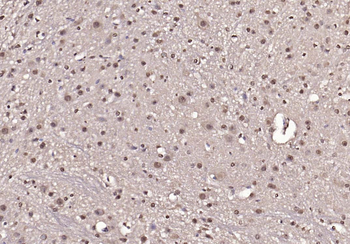 Phospho-IRS1 (Tyr1229) Rabbit 