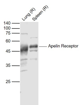 Apelin Receptor Rabbit Polyclo