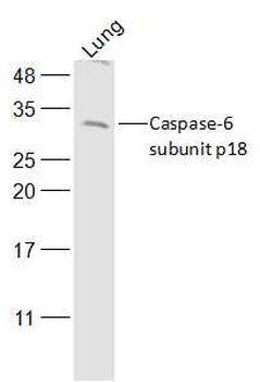 Caspase-6 subunit p18 Rabbit P