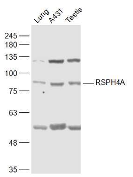 RSPH4A Rabbit Polyclonal Antib