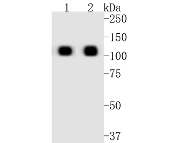 ACE2 Recombinant Rabbit Monocl