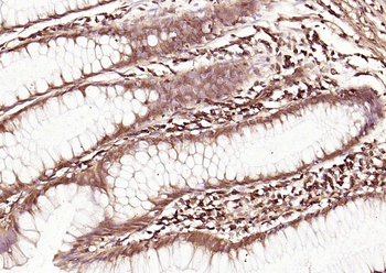 CD45 Mouse Monoclonal Antibody