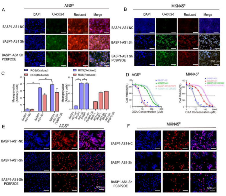 AtaGenix定制乳酰化抗体助力解析BASP1-AS1–PCBP2通路，揭示胃癌奥沙利铂耐药新机制