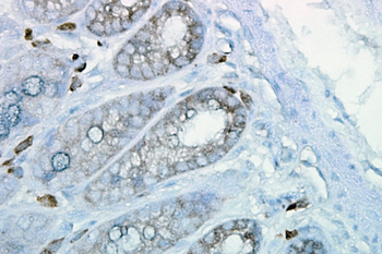 HSP90 Antibody (APC)抗体，orb1468