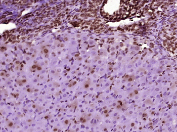 Phospho-TH (Ser31) Rabbit Poly
