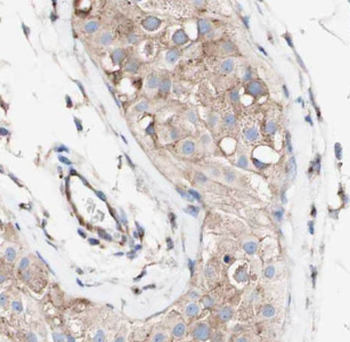 LSM14A Antibody抗体，orb628522，bi