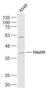 PAWR Rabbit Polyclonal Antibod