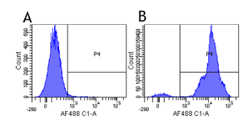 Anti-CD11a [hu1124 (Efalizumab