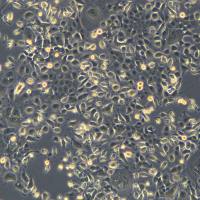 浙江美森-胰腺腺癌细胞T3M4现货