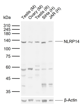 NLRP14 Rabbit Polyclonal Antib
