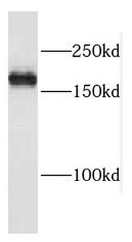 PASK Antibody抗体,orb629679,bior