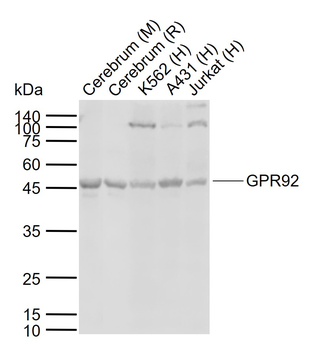 GPR92 Rabbit Polyclonal Antibo