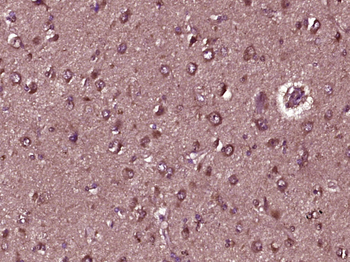 Peroxiredoxin 3 Rabbit Polyclo