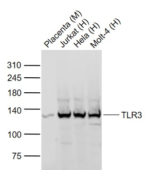 TLR3 Rabbit Polyclonal Antibod