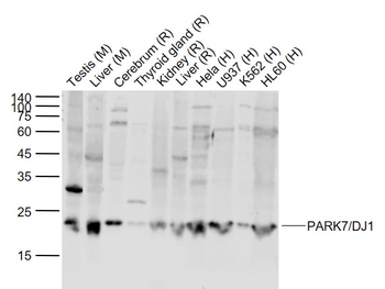 PARK7/DJ1 Rabbit Polyclonal An